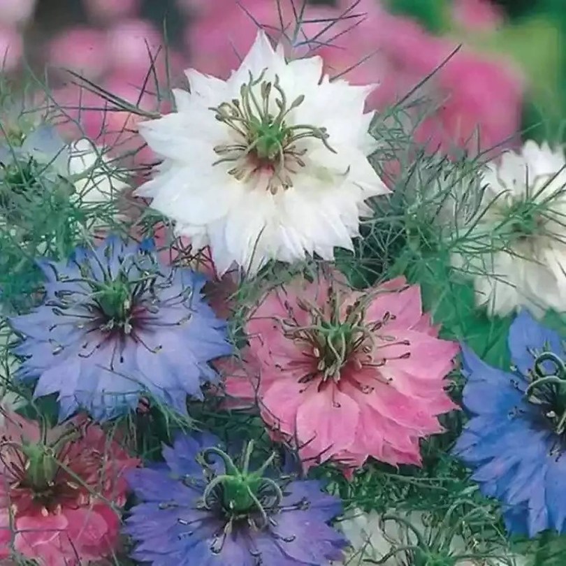 Nigella magkeverék, Nigella ssp., fűszernövény, fűszer